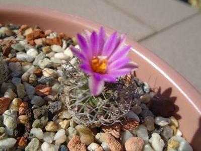 Turbinicarpus lausseri