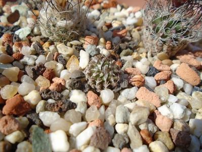 Turbinicarpus gracilis