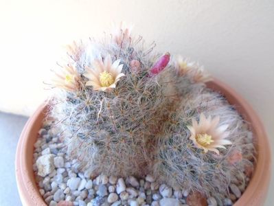 Mammillaria bocasana