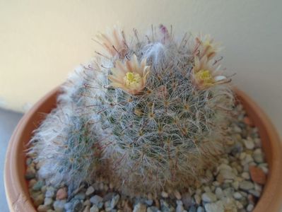 Mammillaria bocasana