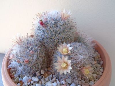 Mammillaria bocasana