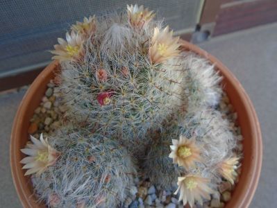 Mammillaria bocasana