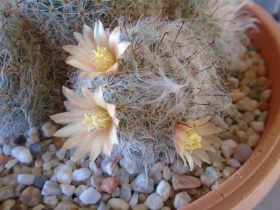 Mammillaria bocasana