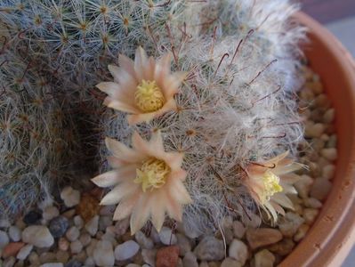 Mammillaria bocasana