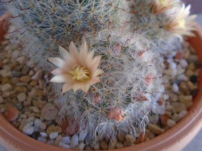 Mammillaria bocasana