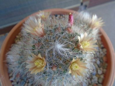 Mammillaria bocasana