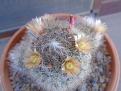 Mammillaria bocasana