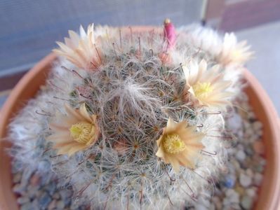 Mammillaria bocasana