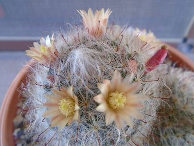 Mammillaria bocasana