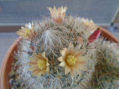 Mammillaria bocasana