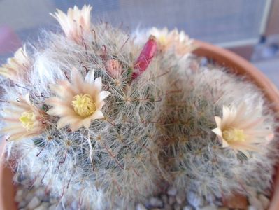 Mammillaria bocasana