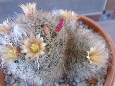 Mammillaria bocasana