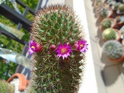 Mammillaria backebergiana