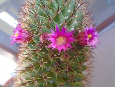 Mammillaria backebergiana