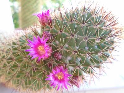 Mammillaria backebergiana