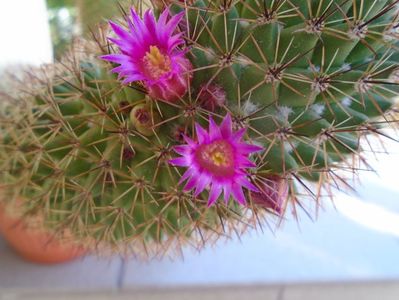 Mammillaria backebergiana