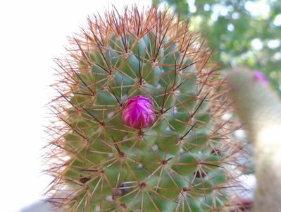 Mammillaria backebergiana