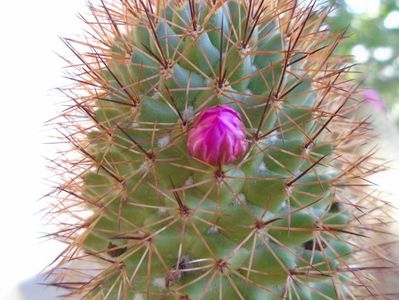 Mammillaria backebergiana