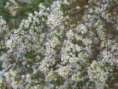 aster ericoides Schneetanne
