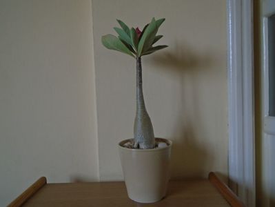 Adenium arabicum "Tiny Ding-dong"