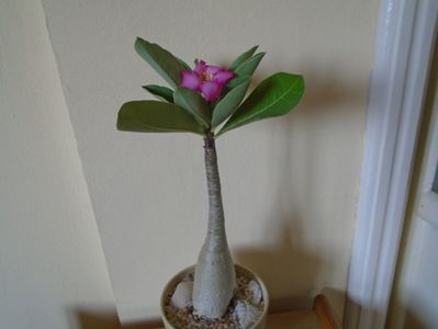 Adenium arabicum "Tiny Ding-dong"