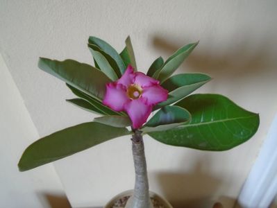 Adenium arabicum "Tiny Ding-dong"