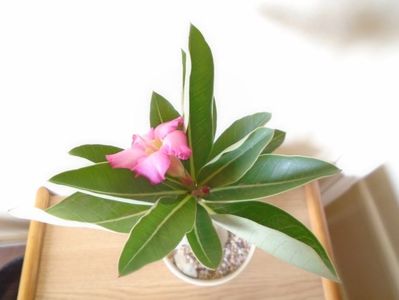 Adenium arabicum "Tiny Ding-dong"