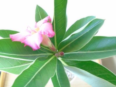 Adenium arabicum "Tiny Ding-dong"