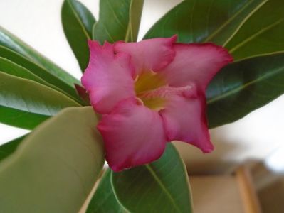 Adenium arabicum "Tiny Ding-dong"