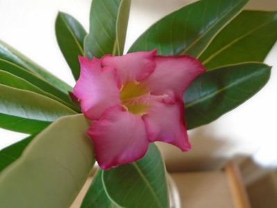 Adenium arabicum "Tiny Ding-dong"