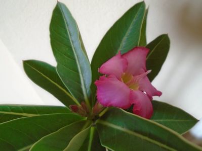 Adenium arabicum "Tiny Ding-dong"