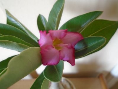 Adenium arabicum "Tiny Ding-dong"