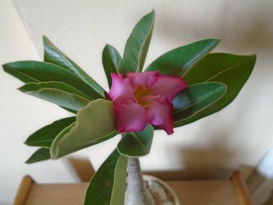 Adenium arabicum "Tiny Ding-dong"