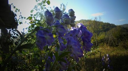 Aconitum