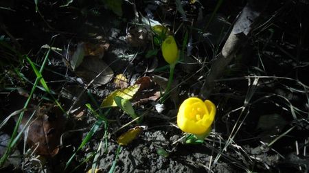 Sternbergia-lutea (crocus)