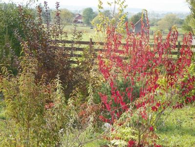 acer tataricum