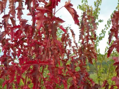acer tataricum