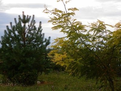 gleditsia Sunburst