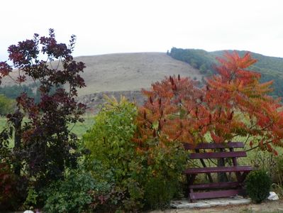 rhus typhina