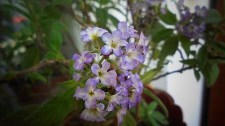 Heliotropium arborescens