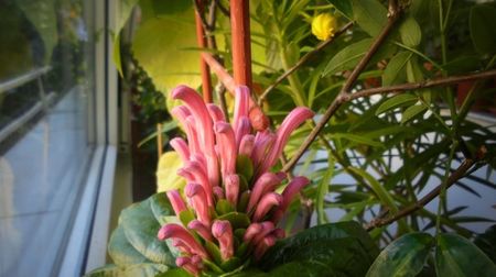 Justicia carnea