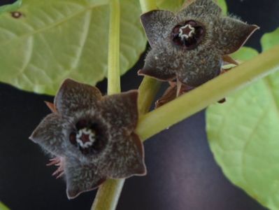 Matelea cyclophylla