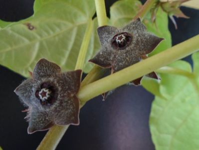 Matelea cyclophylla