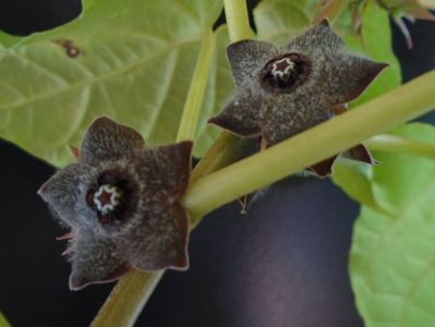 Matelea cyclophylla