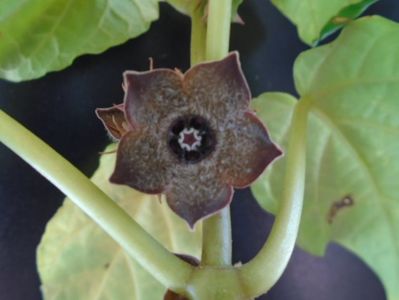 Matelea cyclophylla