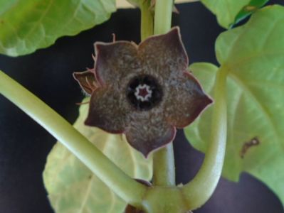 Matelea cyclophylla