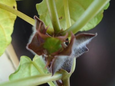 Matelea cyclophylla