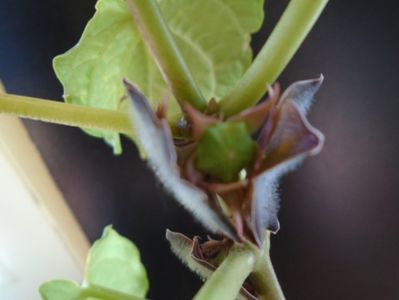 Matelea cyclophylla