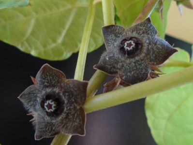 Matelea cyclophylla