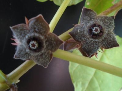 Matelea cyclophylla